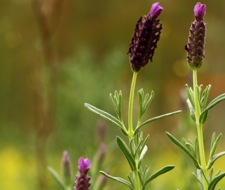אזוביון דגול. הפיתוח המואץ מצמצם את בית הגידול שלו. צילום: שני גלייטמן, קקל